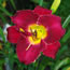 Hemerocallis Bordeaux Beauty